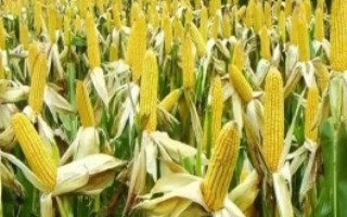 美玉20号玉米栽培技术要点，隔离种植或采用不同播期