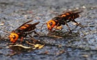 胡蜂有蜂蜜吗，常见品种为金环胡蜂、黑尾胡蜂、黄腰胡蜂等