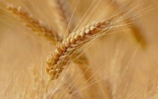 国禾麦1号小麦栽培技术要点，适宜播期10月上中旬