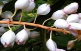 豆蔻的特点，不同的种类价格不同