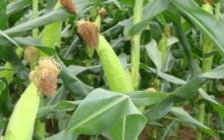 龙生88玉米栽培技术要点，注意防治丝黑穗病