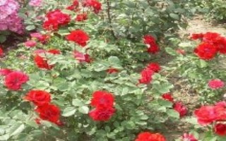 树状月季的形态特征，苗木企业和花卉市场是适宜选择