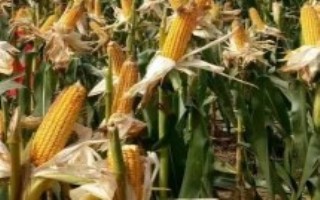 新玉8368玉米栽培技术要点，高抗黑穗病