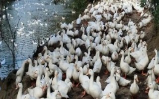 鸭子喂养饲料方式，出栏前喂盐可以增重