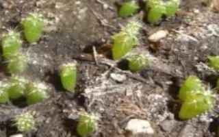 仙人掌怎么繁殖，可采用嫁接、分株、播种等方式