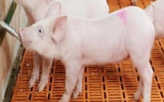 乳猪拉稀用什么药，小猪黄白痢可对它灌服利克太保