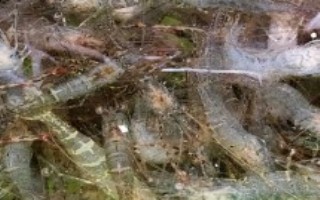 河虾笼怎么放，饵料可选择白面、玉米面等