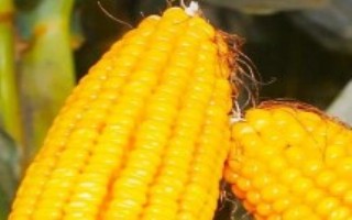 延科10号玉米栽培技术要点，适宜播种期4月中下旬