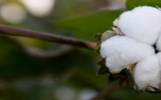 H219棉花栽培技术要点，播期4月中旬为宜