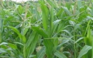 天农26玉米栽培技术要点，出苗至成熟122天左右