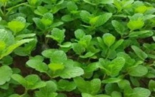 薄荷几年可以收获，发苗期、分枝期、现蕾开花期、种子成熟、休眠期