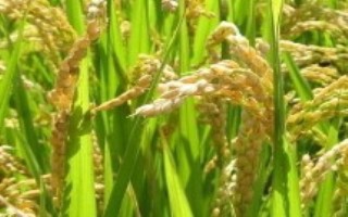 青香软526水稻栽培技术要点，做好病虫草防治工作