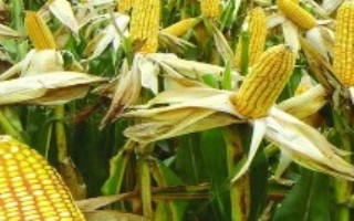 ND818玉米栽培技术要点，放赤眼蜂防治玉米螟虫