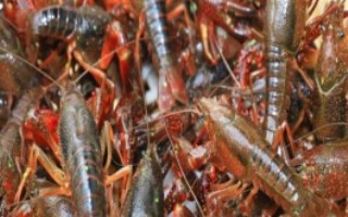 小龙虾的养殖发展前景，大概需要13万元左右