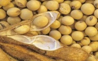 惠农5号大豆栽培技术要点，一般5月上中旬播种