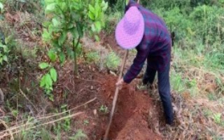 橙子树什么时候修剪，可采取沟施、穴施、喷施等方式