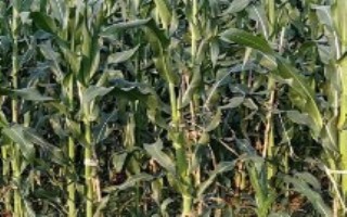 禾玉108玉米栽培技术要点，出苗至成熟146天