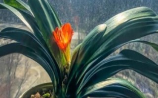 君子兰叶子焉了怎么办，翻盆一般在早春萌芽生长前进行