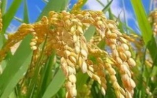 泸香优219水稻栽培技术要点，全生育期155.5天