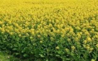 精细整地、深沟高厢，移栽前1天要浇透苗床水