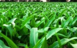 恒玉116玉米栽培技术要点，适宜播期6月上中旬
