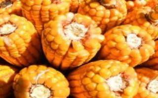 先丰3号玉米栽培技术要点，4月下旬至5月上旬播种