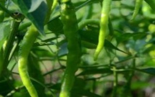 刚移栽的辣椒苗怎么管理，适合种植在疏松肥沃、微酸性或中性土壤中