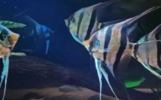 神仙鱼属于卵生还是胎生动物，通过产卵繁殖、属于卵生鱼类