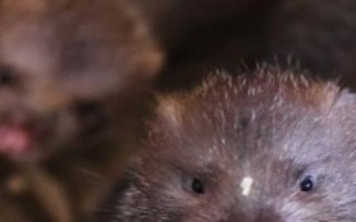 竹鼠种类，种类较多