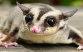 蜜袋鼯身上有寄生虫吗，人工饲养可存活15年左右