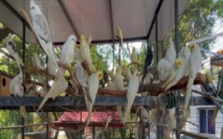 鹦鹉吃带壳的小米好还是不带壳的好，将奶粉和水按比例调配即可