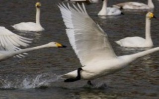 天鹅吃什么，主要以水生植物为食