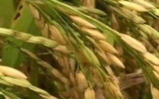 中昊优T37水稻栽培技术要点，属大穗型品种