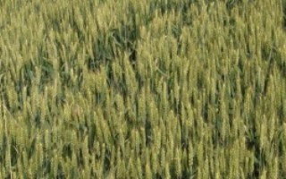 瑞华麦218小麦栽培技术要点，中抗白粉病病级3级