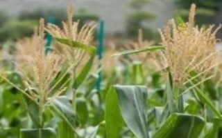 金苑玉177玉米栽培技术要点，苗期注意防治地下害虫