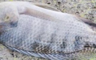 鱼种论述，生长快产量高