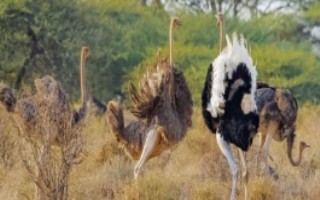 鸵鸟可以长多大，适合在气温比较高的地区生活