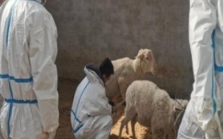 山羊体外受精主要包括，受精之前要进行清洗消毒处理