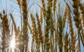 陆两优98水稻栽培技术要点，该品种株型适中