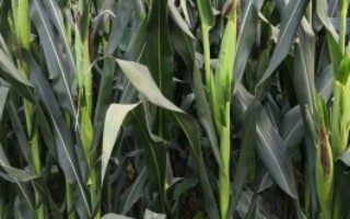 榕甜2号玉米栽培技术要点，每亩适宜密度2600株左右