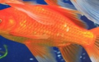 金鱼的品种有哪些，分为草种、文种、龙种、蛋种四个大类