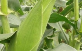 仲糯5号玉米栽培技术要点，中等肥力以上地块栽培