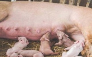 仔猪15天能断奶吗，母猪泌乳不足会导致