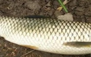 低温钓草鱼适合用哪种饵料，蚯蚓、红虫、商品饵皆为适宜选择