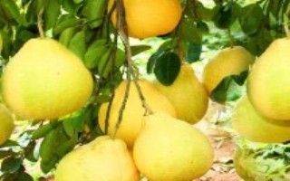 好吃的柚子品种推荐，各有特点