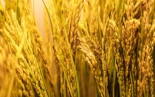 珞优9348水稻栽培技术要点，秧田亩播种量10公斤