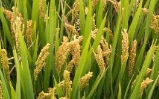 韵两优531水稻栽培技术要点，秧田期注意施药防治稻飞虱