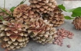 常见的松子是哪几种，主要分布于我国的东北长白山和小兴安岭林区