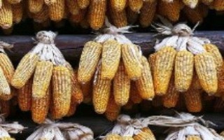 先甜18号玉米栽培技术要点，整个生长期需注意防治虫害