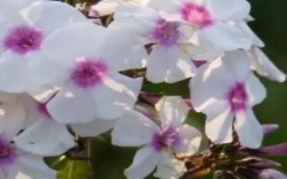 福禄考怎么播种，可采用分株、压条、扦插等方式